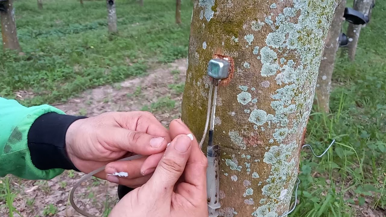 การติดตั้ง การให้ฮอร์โมน และการเจาะยางพารา ระบบ LET-FLOW