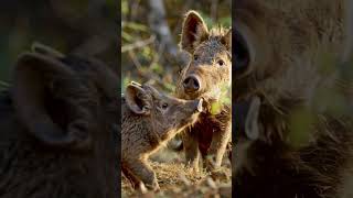 Ep.8 Olfactory Communication (氣味確認) #behavioralecology #ethology #susscrofa #wildboar