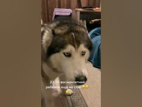 Удивительные животные !!!! - YouTube