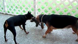 Min Pin and Beagle fighting over toys