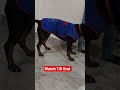 🐕#rottweiler #comedy #crazyboy #ytshorts #cute #funny #youtubeshorts #pets #entertainment 🐕