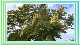 Goldenrain Tree: Ornamental Lanterns and Invasive Ecosystem Threats