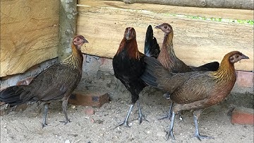 Gà Rừng Sự Khác Biệt Giữ Gà Mái Rặc Và Mái F1 Của Kênh Núi Rừng Tv