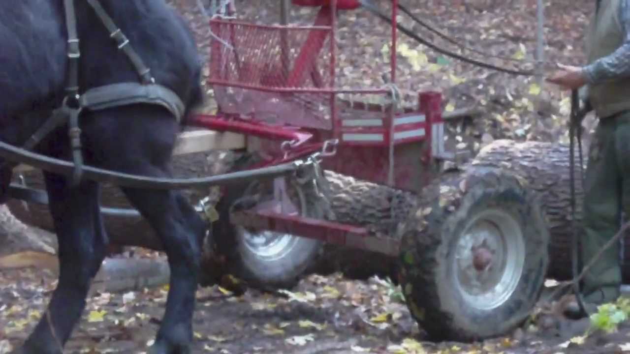 Black Team pulling a $1000.00 log!