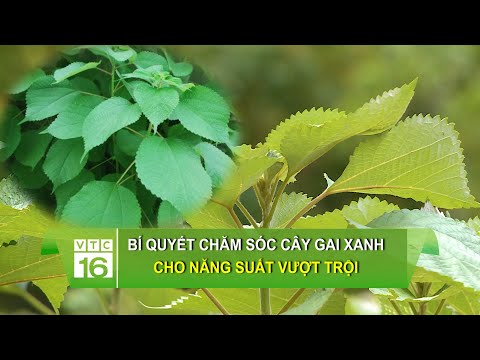 #1 Bí quyết chăm sóc cây gai xanh cho năng suất vượt trội | VTC16 Mới Nhất