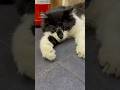 Tarchin, the owner of our shop 😂    #tattoofun #cat #catvideos #catlife #catshorts #funny #cute