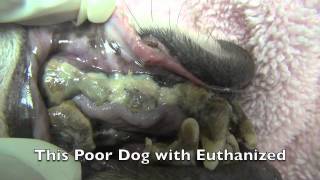 Dog with Rotten Teeth