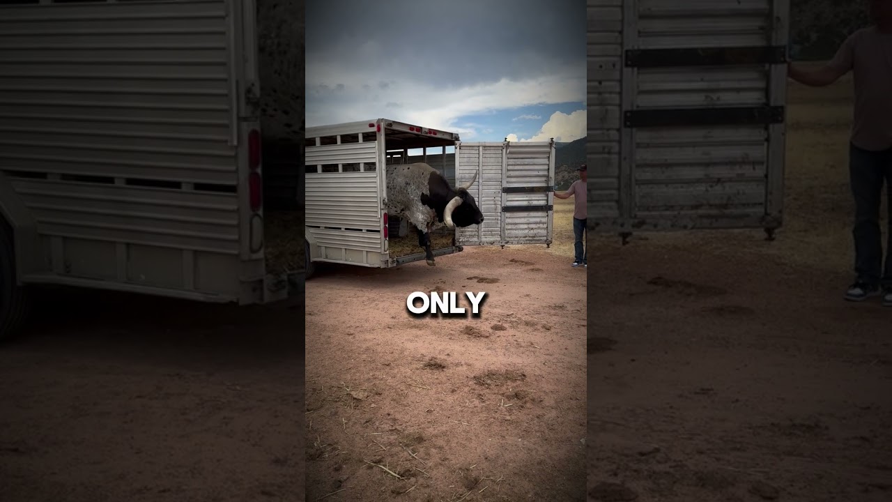 Bulls and cows in Texas is another thing! #texas #rancher
