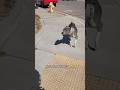 The dog thought he owned this street. #funny #dog #pets #dogshorts #funnydogs #fyp