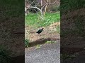 うっかり天然ボケを披露してしまったキジさんがコチラwww #shorts