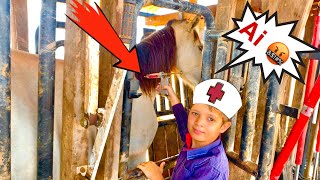 Vacinamos Todos Os Cavalos Da Fazenda