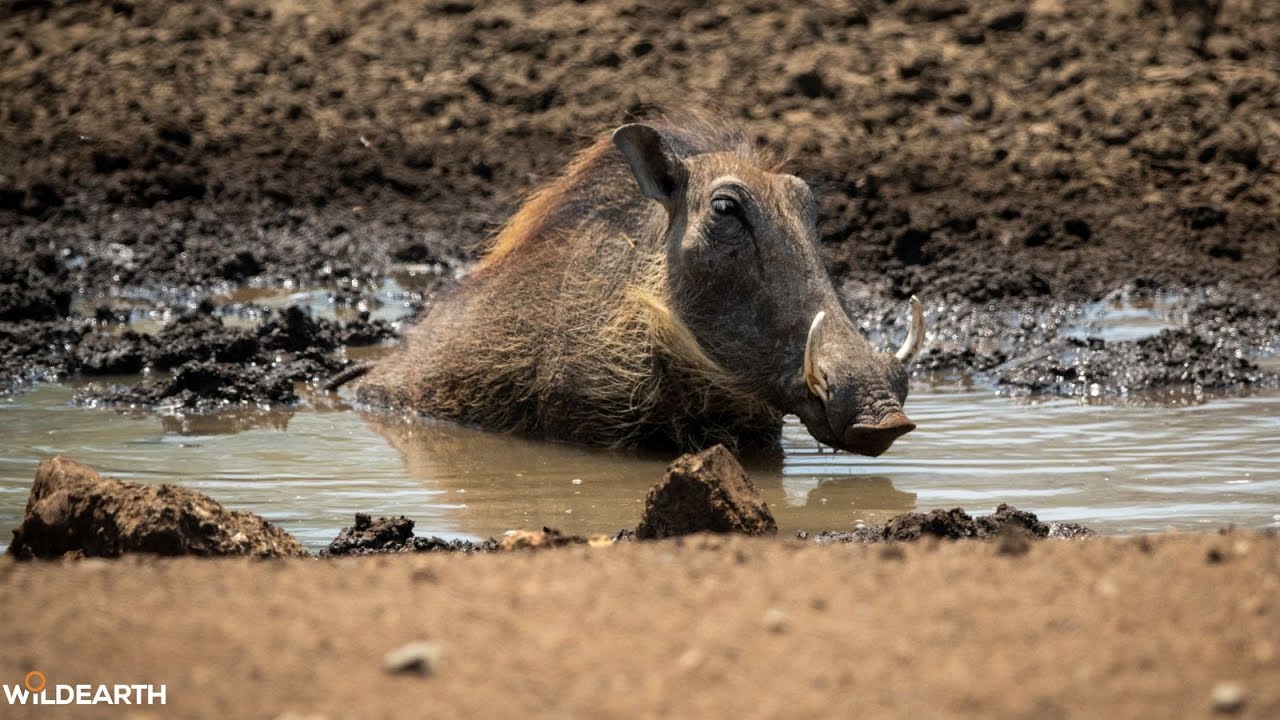 LIVE at the waterhole - 01 January 2026