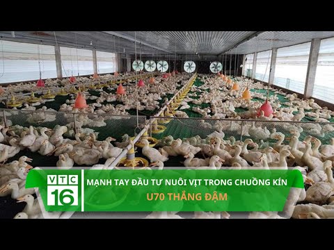 Video Mạnh tay đầu tư nuôi vịt trong chuồng kín, U70 thắng... - youtube