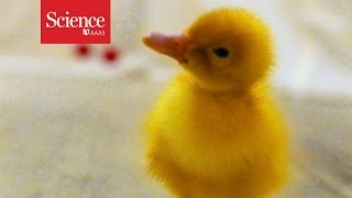 Ducklings capable of abstract thought