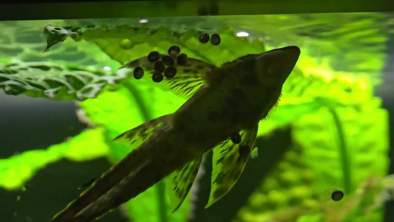 Sturisoma Aureum mit Gelege  😘