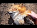 Ли Сяо / Alice the Fox Лиса Алиса (Искатель лисьих запасов!!)