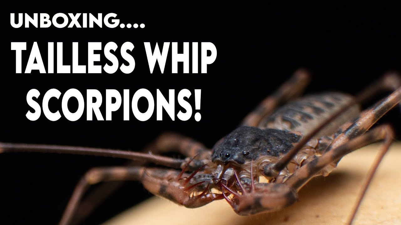 First Time Handling Tailless Whip Scorpions... The Infamous "Spider ...
