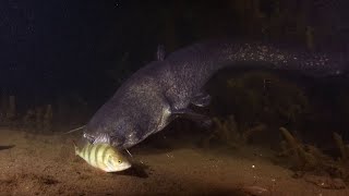 Catfish missing prey - rare underwater footage