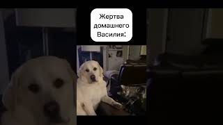 кот Василий атакуе)))