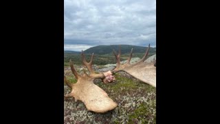 Newfoundland Moose Hunt