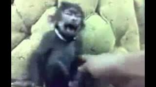 MonyetKetawa 615f w 2