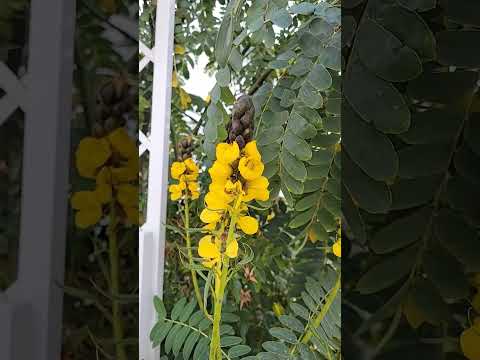 Video: Patlamış Mısır Cassia Bakımı - Büyüyen Patlamış Mısır Cassia Bitkileri Üzerine İpuçları