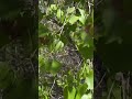 Leaves dancing in the wind and sunshine #arizona #asmrsounds #asmr #relaxingsound #calmingsounds