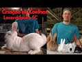 Criação de coelhos gigantes de flandres, Califórnia, nova zelândia e mini Netherland