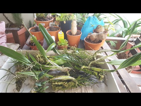 Цветочные покупки с