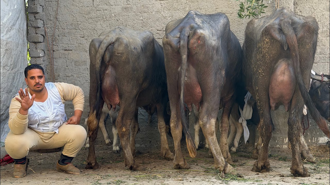 ‏هو ده الجاموس اللى يحي النفوس حلوب من الدرجة الأولى وبسعر يرضي وجه الله يا تلحق يا ما تلحقش