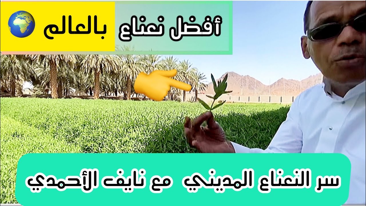 #جولة في مزارع نعناع المدينة المنورة🌿🌱🌿