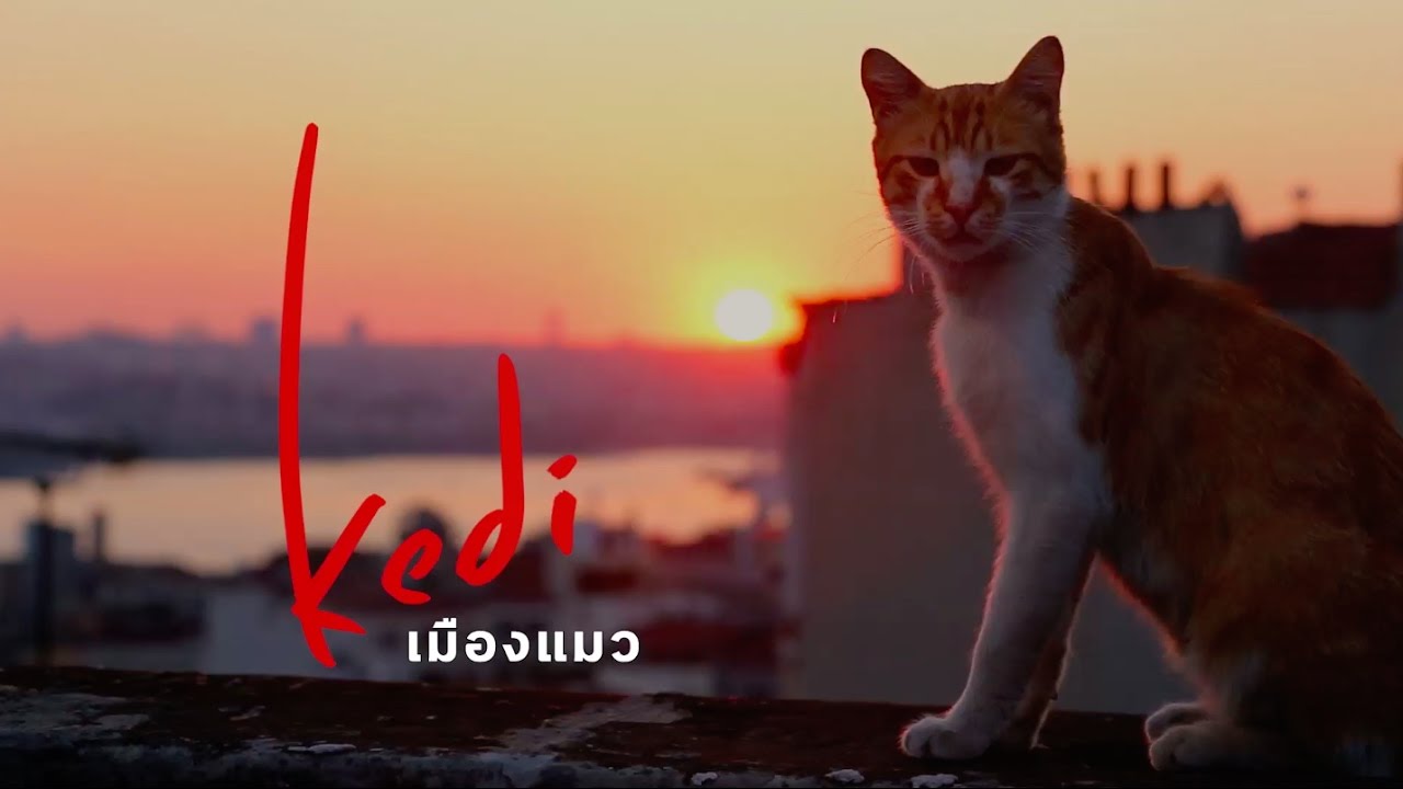 kedi เมืองแมว : หนังตัวอย่างบรรยายไทย