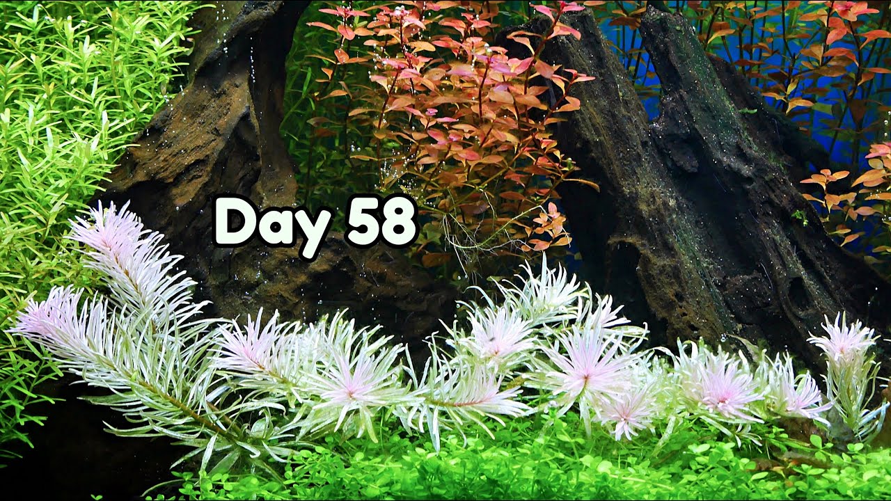 LUDWIGIA - Simple Planted Aquarium Setup