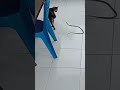 Cat vs Snake