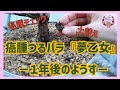 根頭がんしゅ病から1年。瀕死の夢乙女はどうなった⁉癌腫のチェックと土替えを行いました。