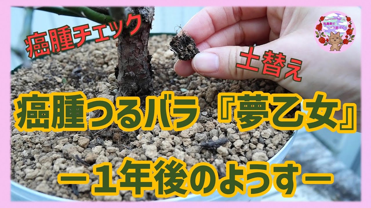 根頭がんしゅ病から1年。瀕死の夢乙女はどうなった⁉癌腫のチェックと土替えを行いました。