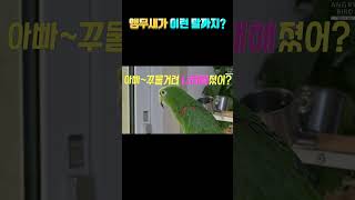 앵우새가 이런 말까지???