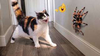 101 Hilarious Reactions From Cats And Animals You Have To See To Believe 😹🐾