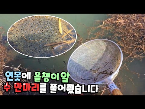 벌써 시작되었습니다 역대급 <strong>올챙이키우기</strong> 1편 시작됩니다.