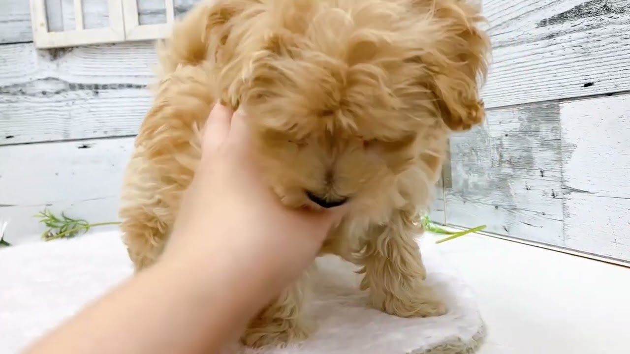 153281ハーフ犬（マルチーズ×トイ・プードル） - YouTube