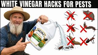Amish s 35 White Vinegar Hacks To Get Rid Of Roaches Ants Spiders Mice Bedbugs Etc