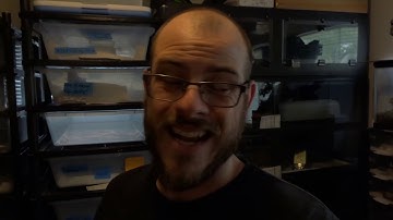 Maternal Incubation Jungle Carpet Python Style