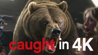 Unexpected Bear Attack Shocks Film Crew – Caught in 4K!”
