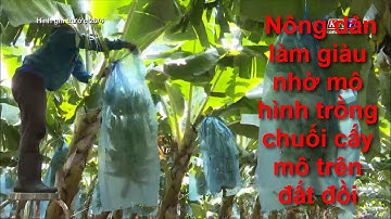 Nông dân làm giàu nhờ mô hình trồng chuối cấy mô trên đất đồi