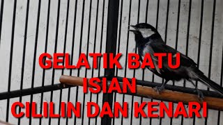 gelatik batu isian cililin, kenari dan ciblek