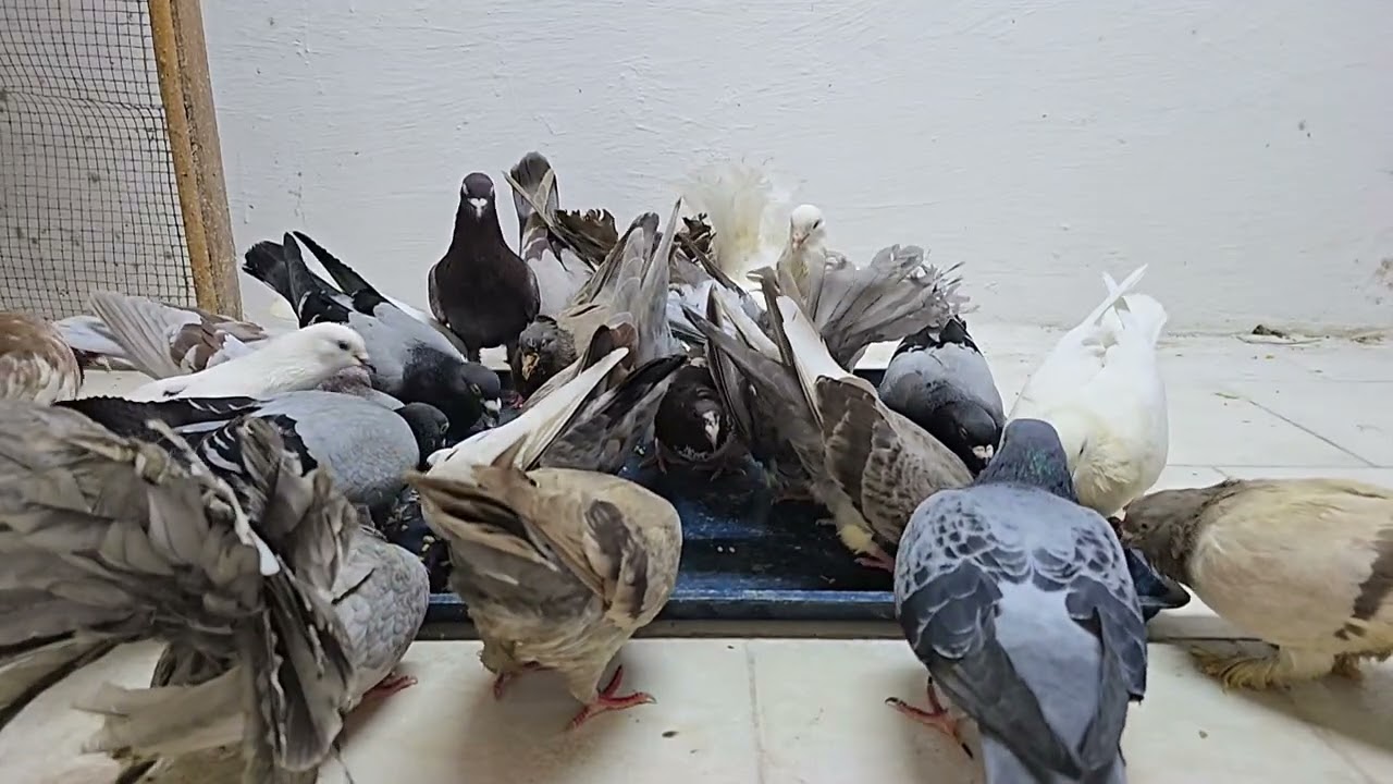 12 February 2026 pigeons breeding 🕊️
