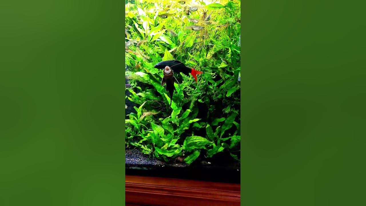HOW TO CLEAN Fish Tank ALGAE YouTube