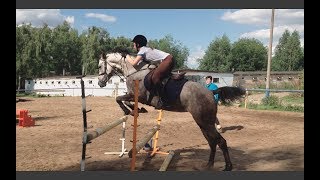 horse jumping training (прыжки на лошади)