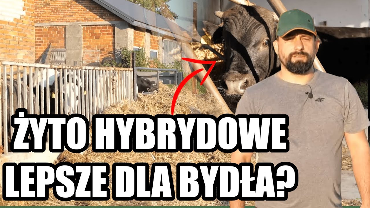 Opasy żywi na sucho! Dlaczego żyto hybrydowe jest lepsze dla bydła?