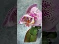 Phal. Sogo Diamond ‘HLW’ не определился! 🤭🌸 Первое цветение азиатской орхидеи | Бабочка трилипс